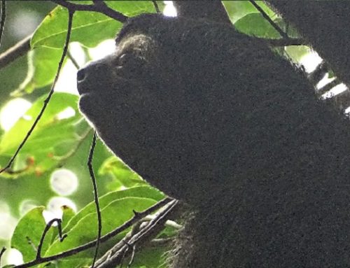 MAKING MEMORIES – COSTA RICA