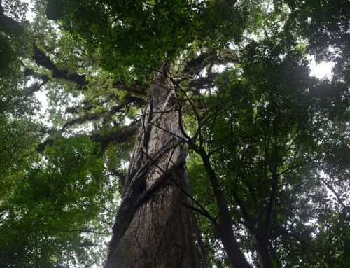 I NOSTRI VIAGGI: Costa Rica di Ilaria Corsetti